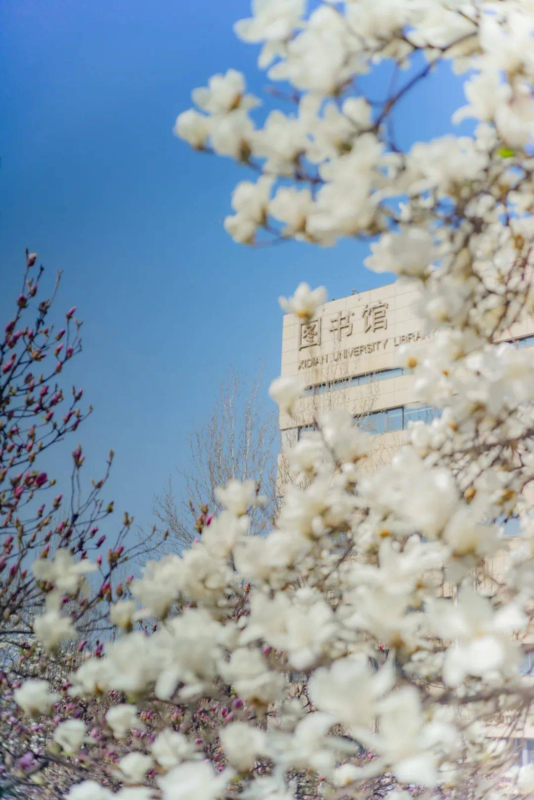 西安电子科技大学文凭(西安电子科技大学学历证书)