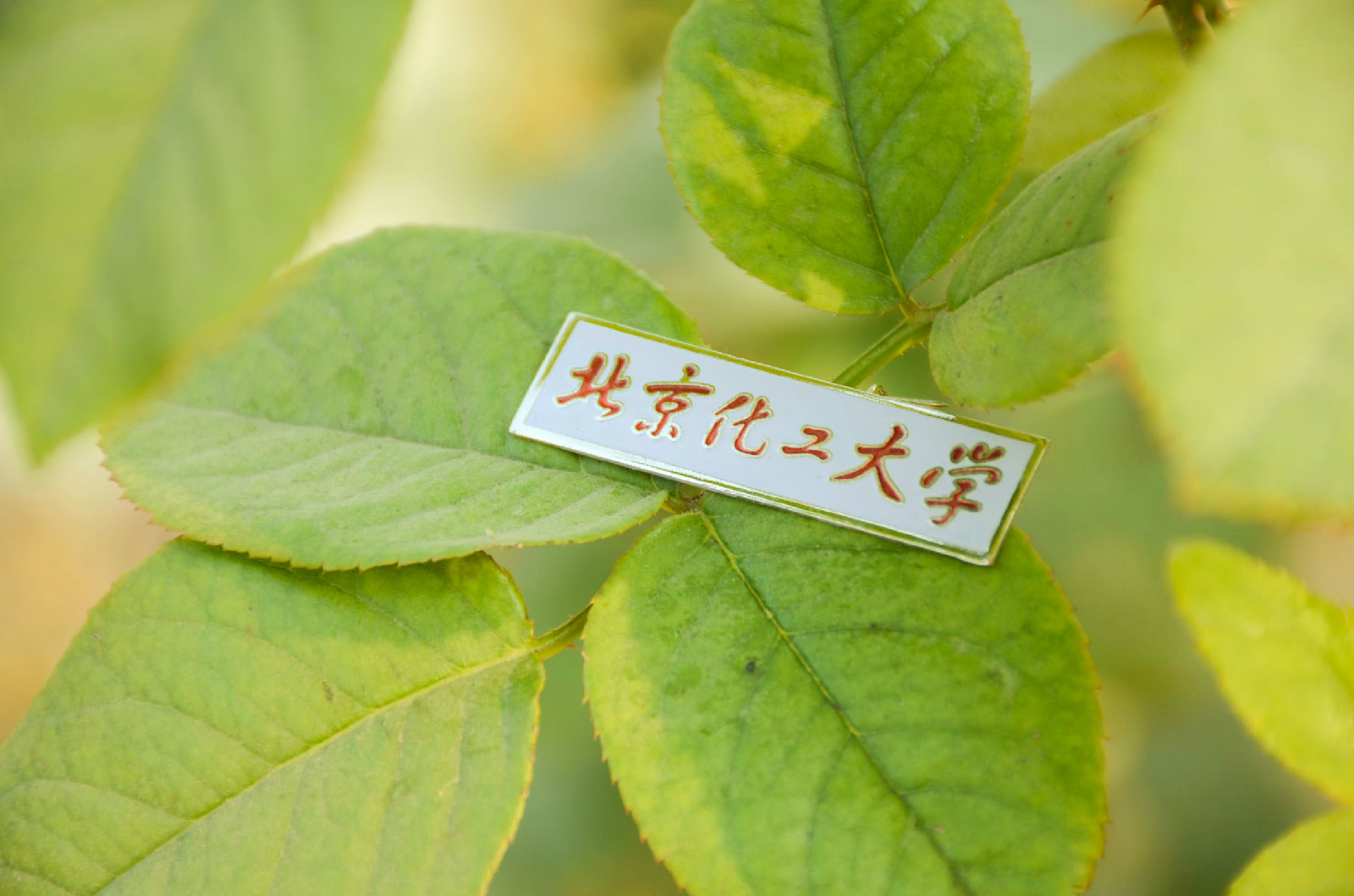 北京化工大学毕业证颁发时间