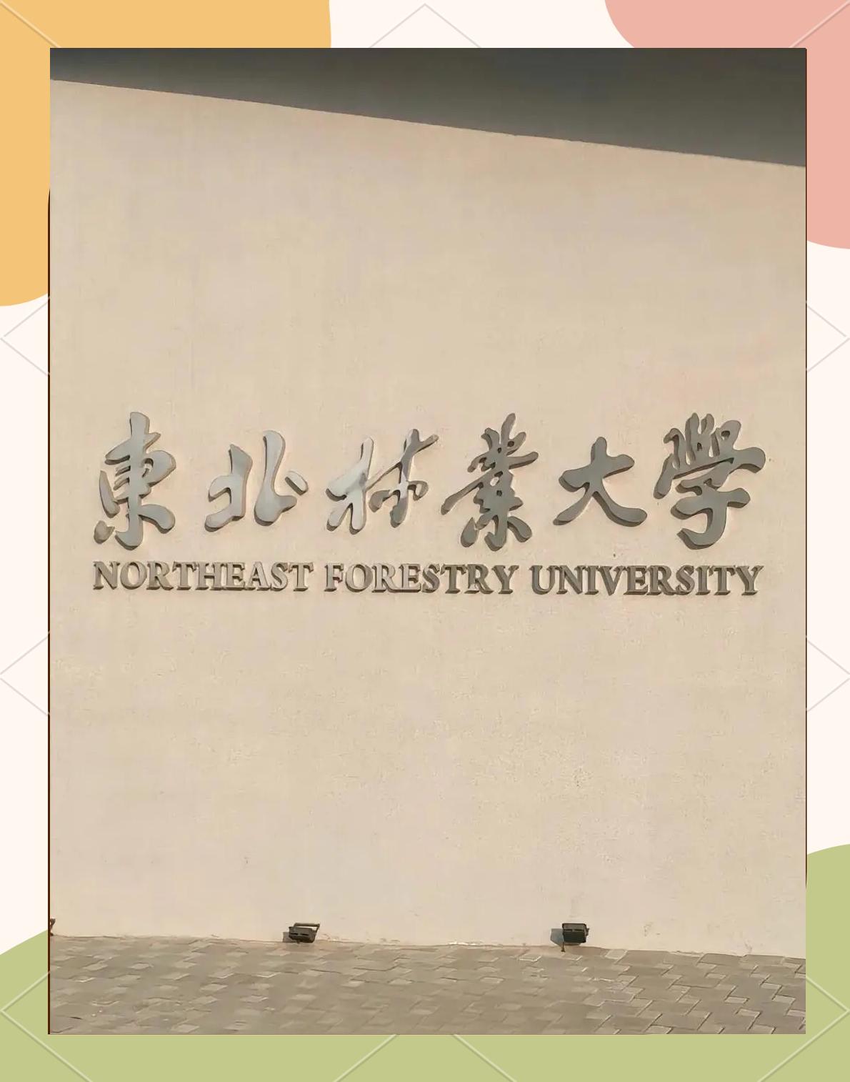 东北林业大学是985还是211