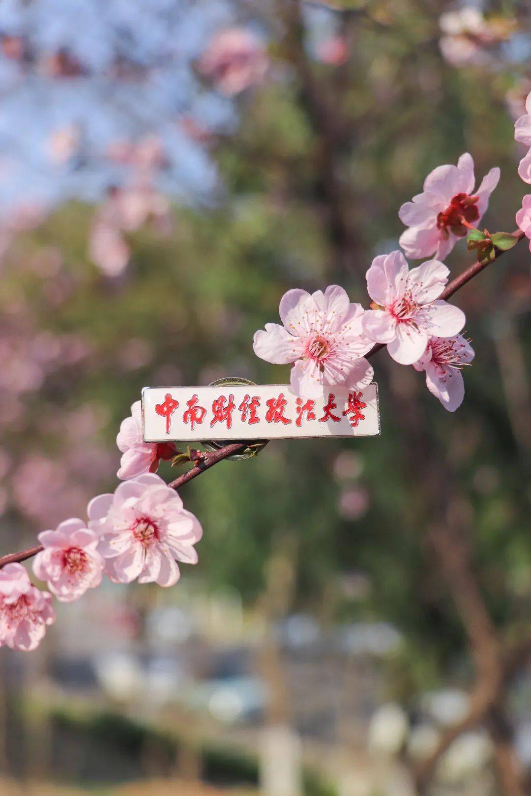 中南财经政法大学就读